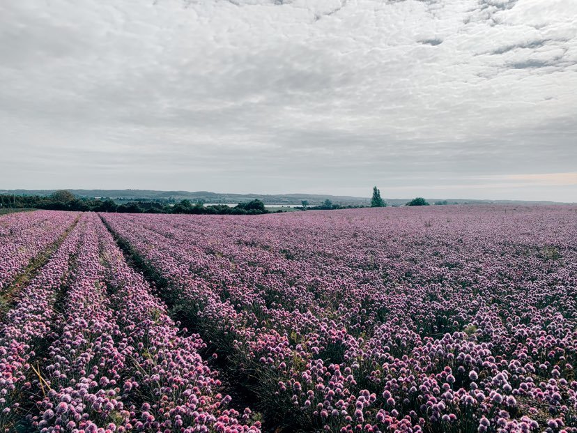 Purløgsmarkerne på Fyn minder om lavendelmarker i Frankrig