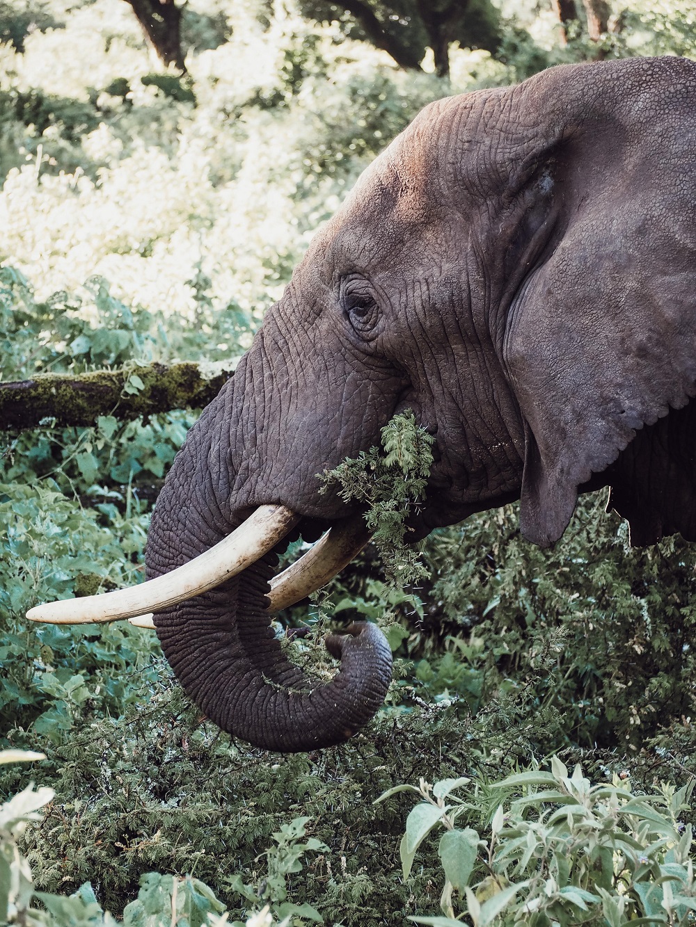 Tjekliste: Er barn klar til at rejse på safari i Tanzania i Afrika?