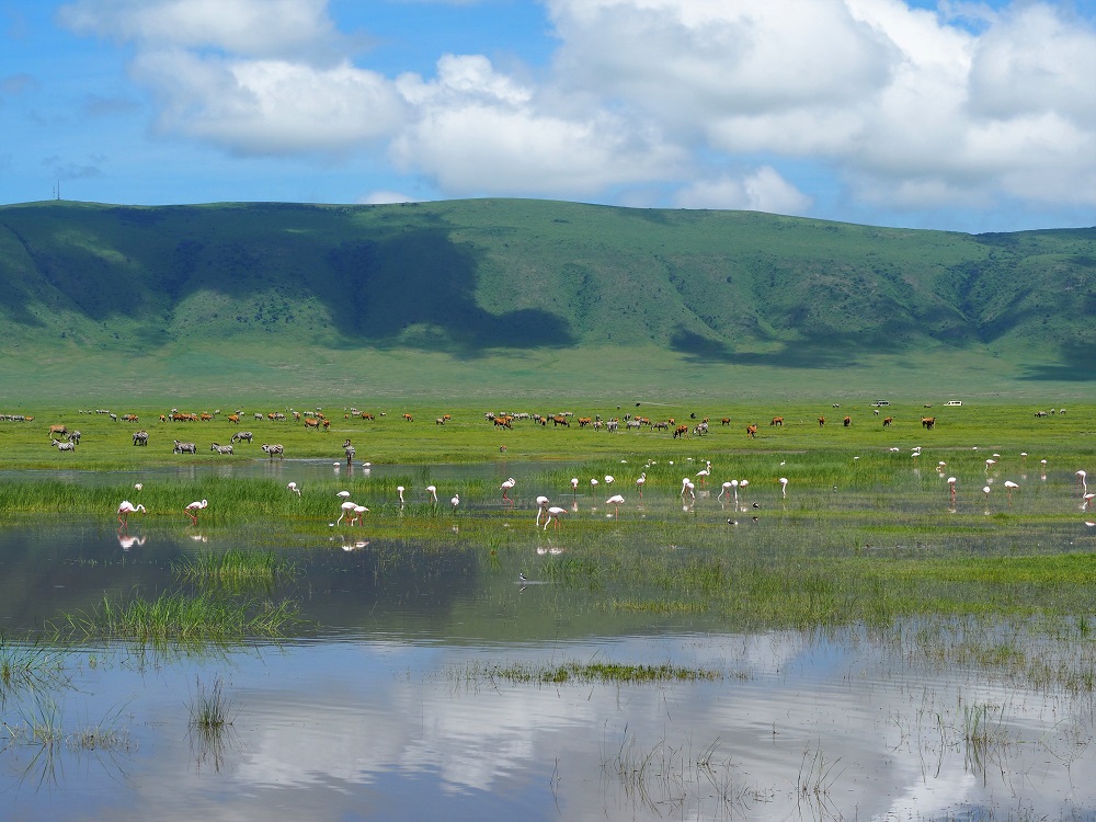 Flamingoer, zebraer og gazeller i Ngorongoro safari med børn Afrika
