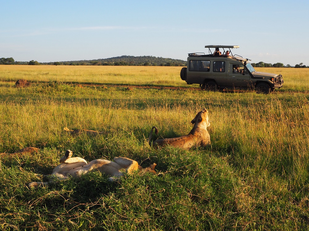 Du kommer tæt på løverne i Serengeti Nationalpark safari med børn