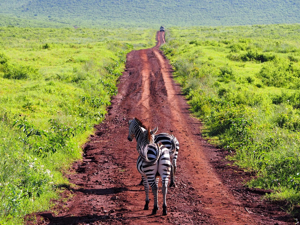 Zebraer i bunden af Ngorongoro krateret familievenlig safari Tanzania