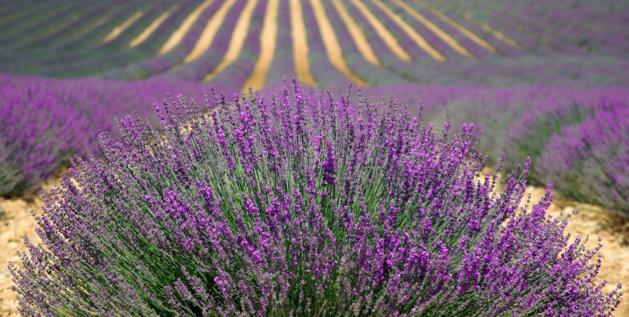 Sådan finder du lavendelmarker og den sanselige duft af Provence