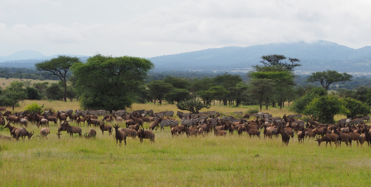 Tjekliste: Er mit barn klar til at rejse på safari i Afrika?
